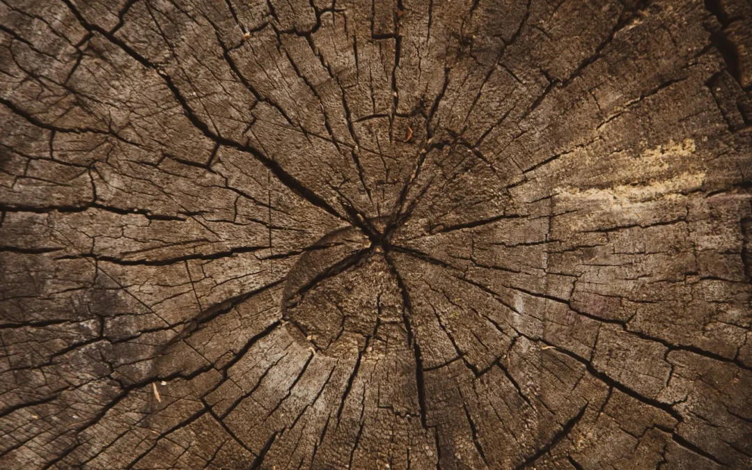 I differenti tipi di legno per uso abitativo (2)